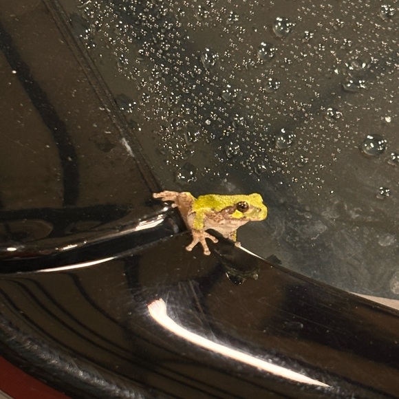 Meet your Posher, Stephanie - Picture 5 of 7